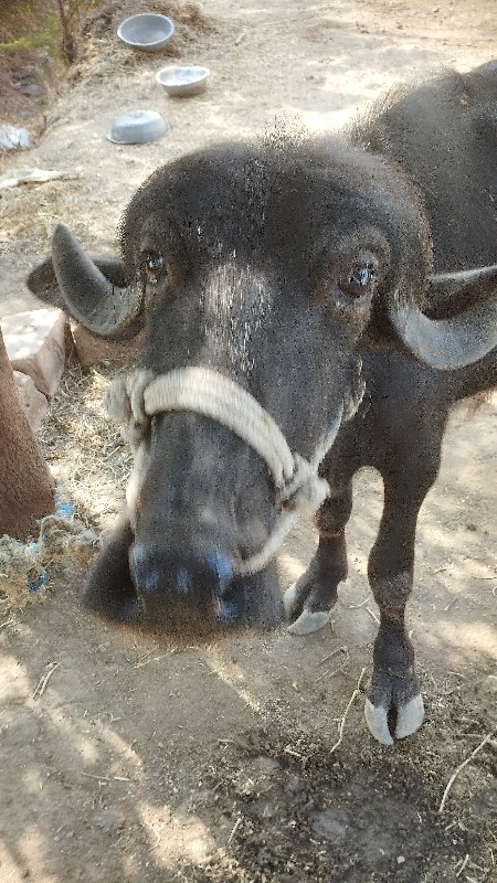 ખણેલું વેચવાનુ...