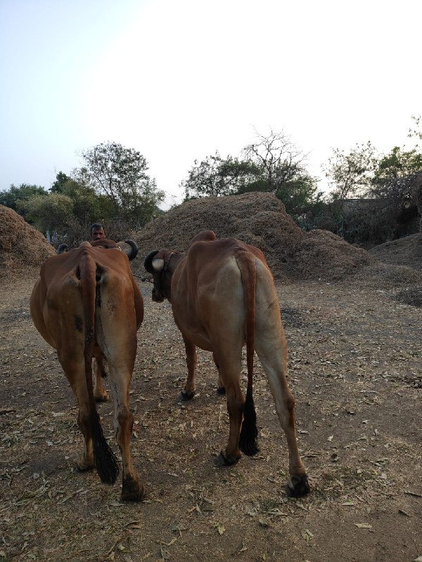 બળદ વેચવાના છે