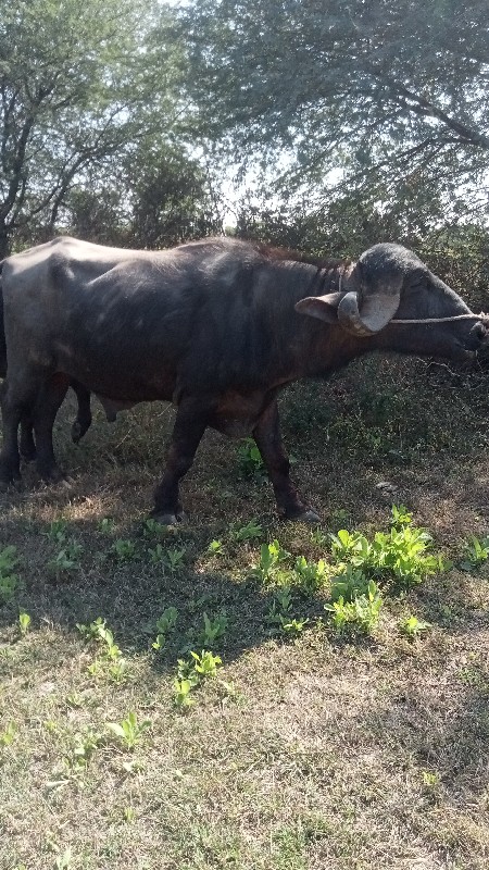 ગામ દાત્રાના મે...