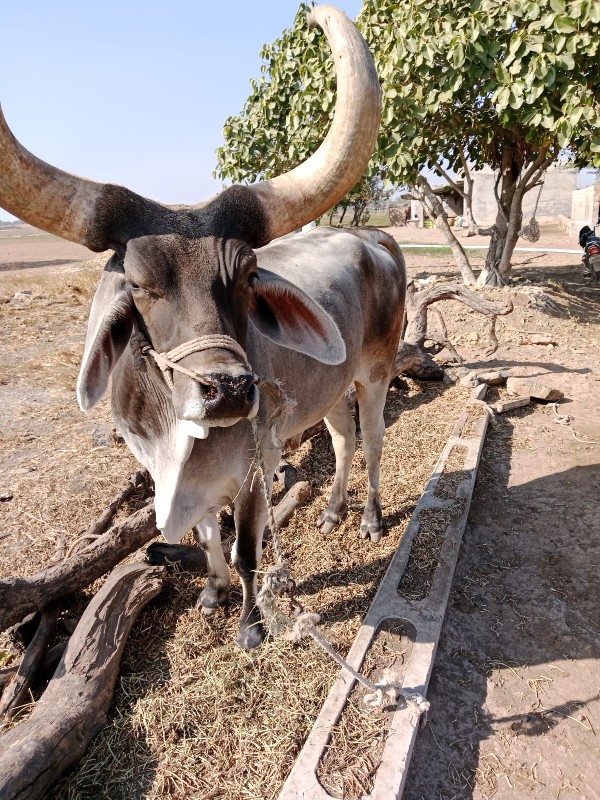 બળદ વેચવાના છે