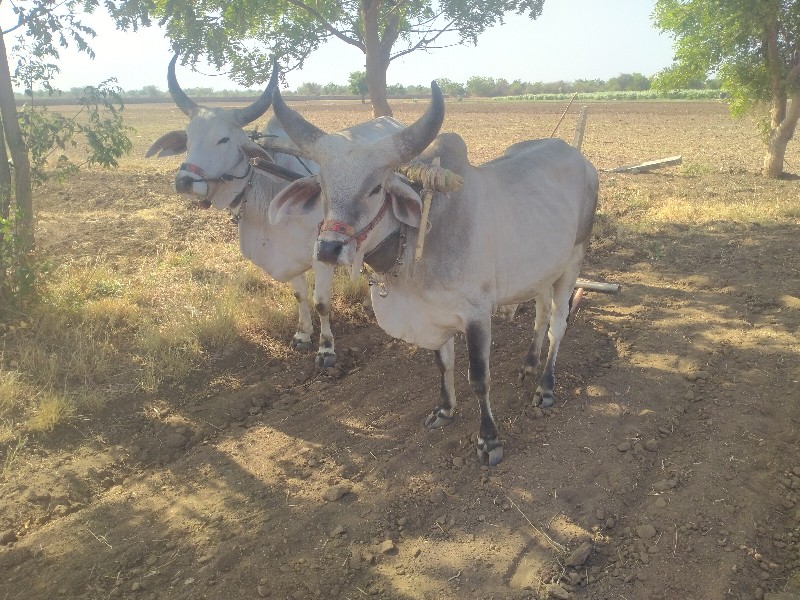 ગોઢલા