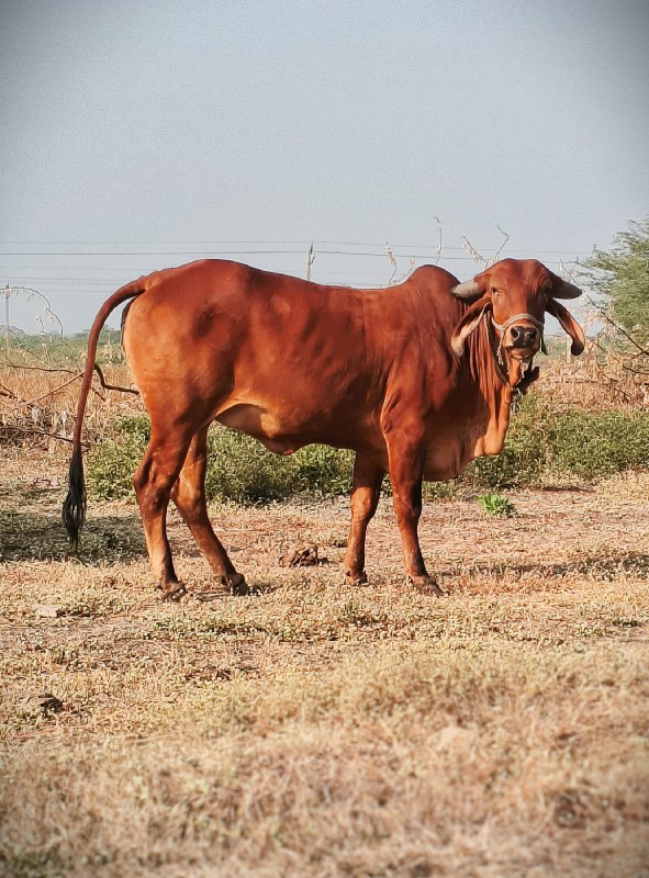 હોળકી વેચવા ની...