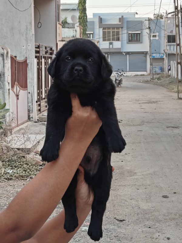 Labrador black