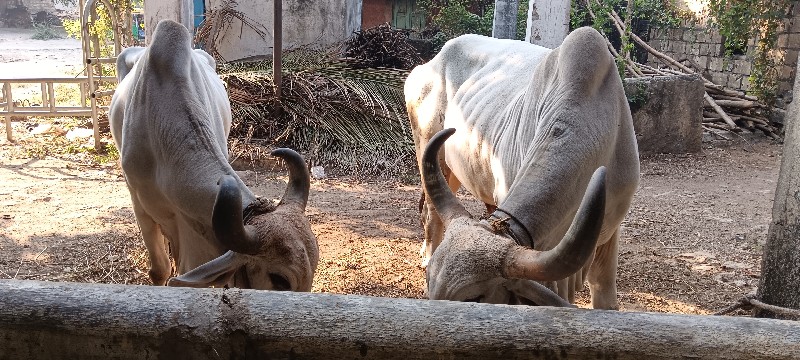 બળધુ