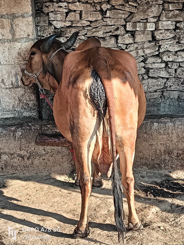 ગાય વેચવાની છે