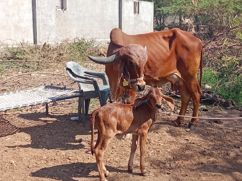 બીજું વૈતાર  દસ...