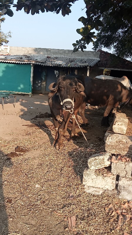 દેશી ખડેલી વેચવ...