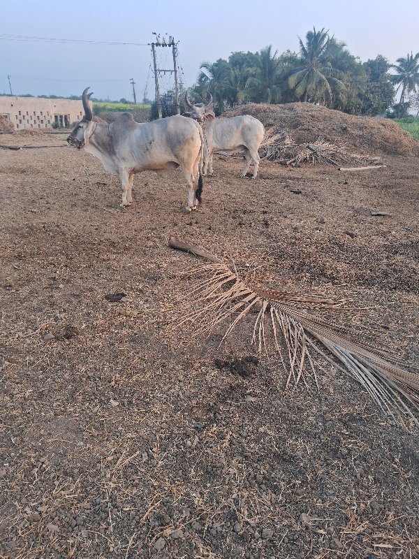 ગોઢલા વેસવાના છ...