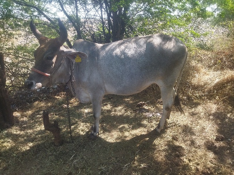 ગાય વેચવા ની છે