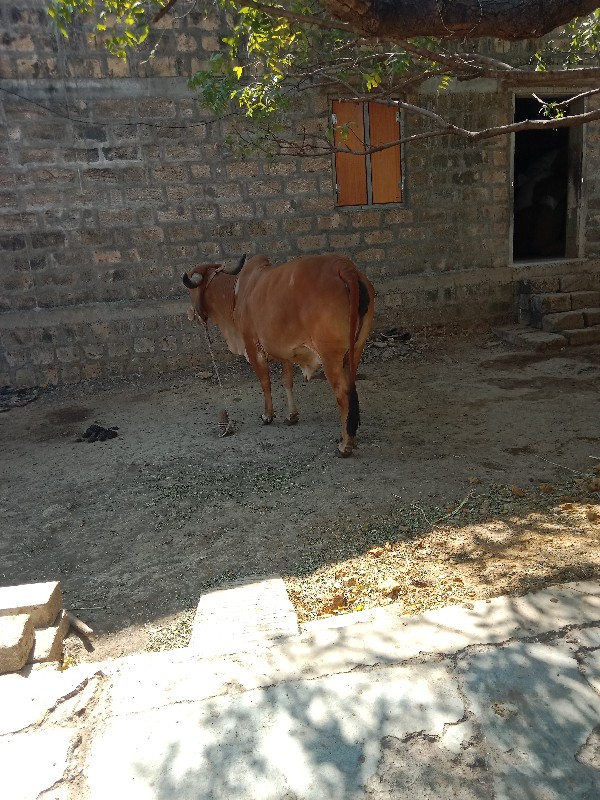 ગાયવેશવાનીસેશાવ...