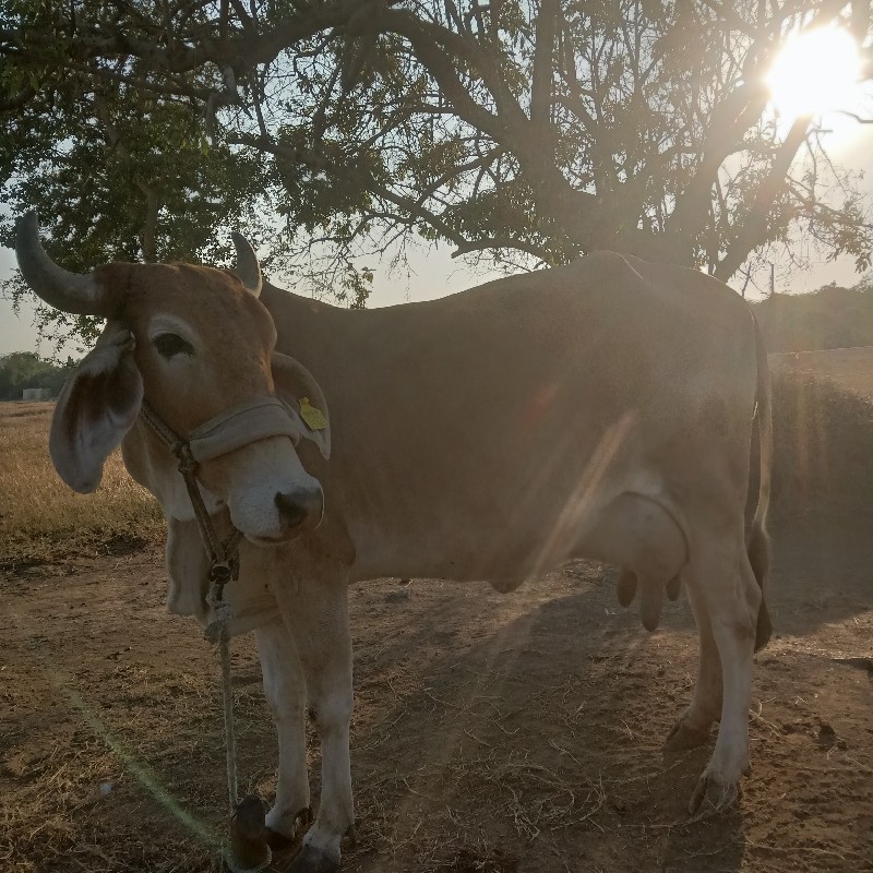 ગાય