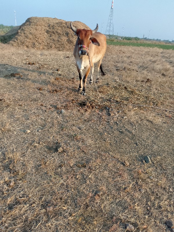 ચાલુ છે