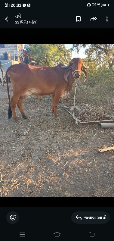 ગીર ગાય વેચવાની...