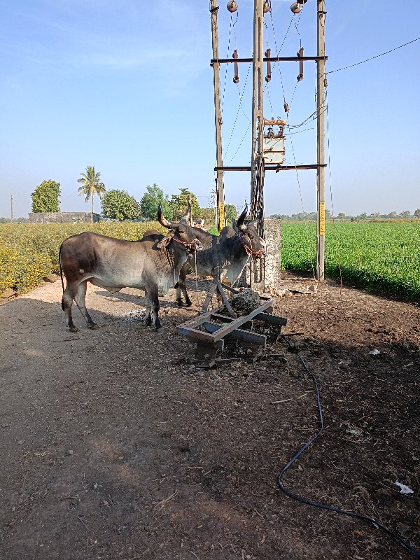 એક વાવણી વાવેલ