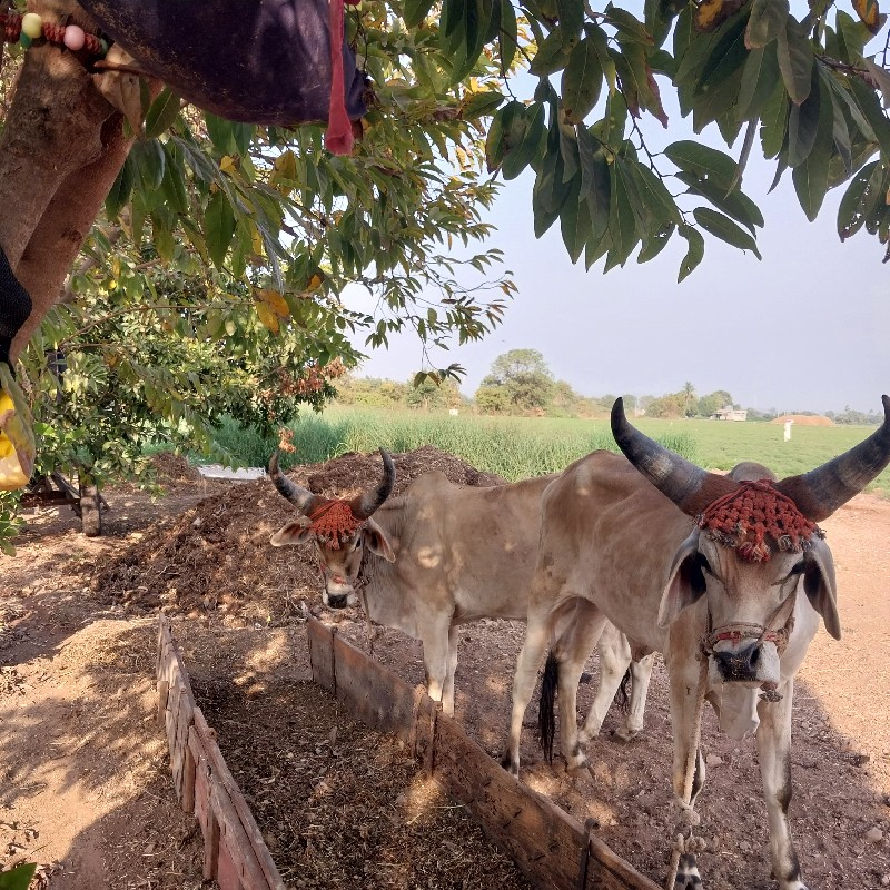 બળદ વેચવાના છે