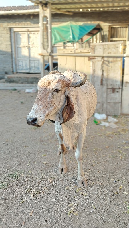 ધોળી ગાય વેસવાન...