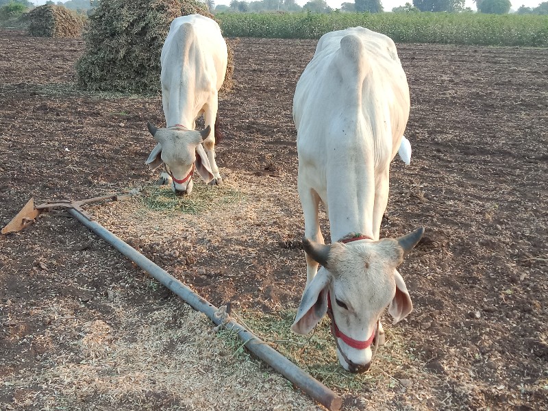 ગોઢલા