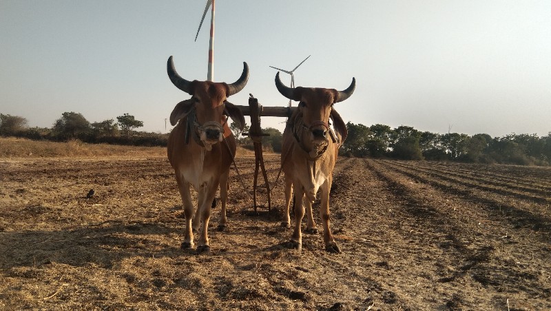 ચવવ