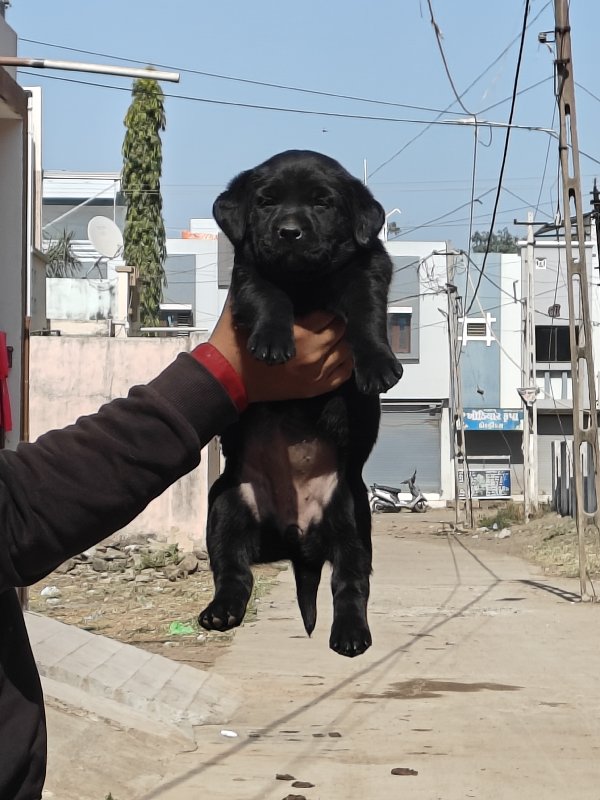 black Labrador...