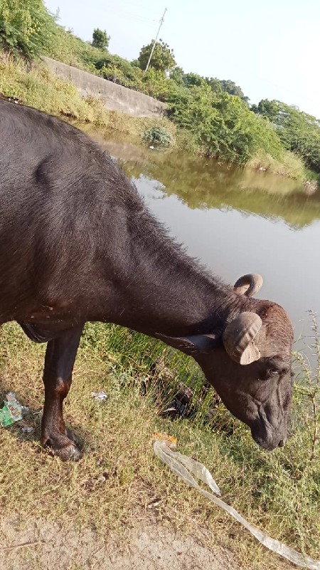 વેચવી છે