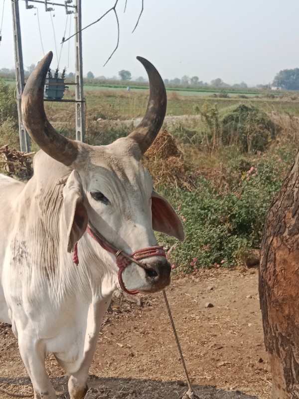 બળદ વેંચવાનો છે