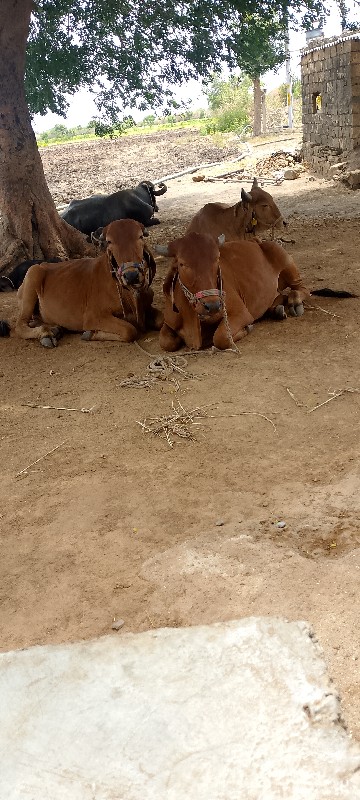 ગોડલા વેચવાના છ...