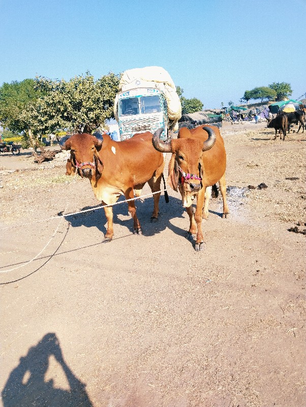 બબ્બે વાવણી વાઘ...