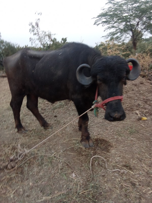 બે ખડેલા વેચવાન...