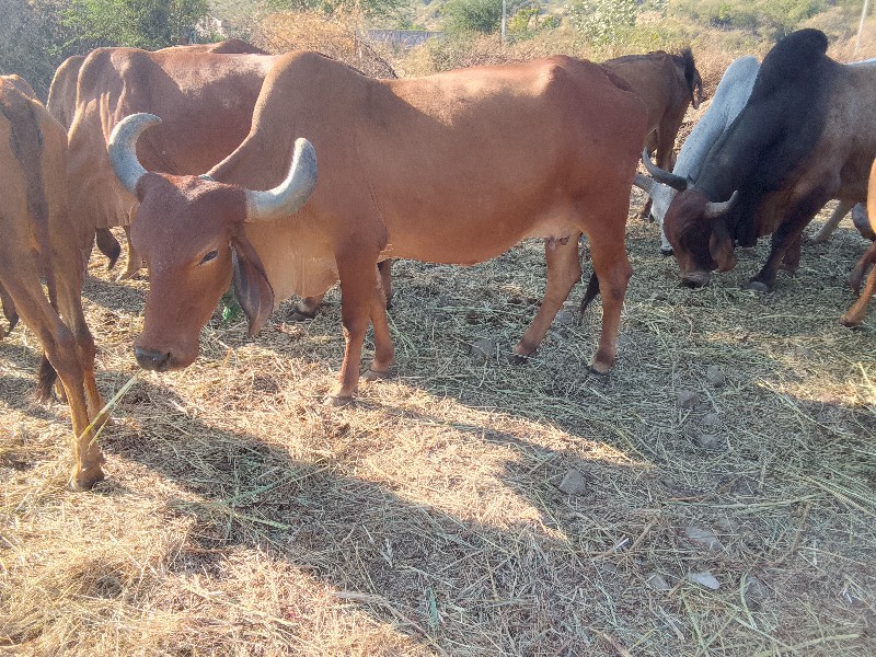 ગાય વેસાવ સે કુ...