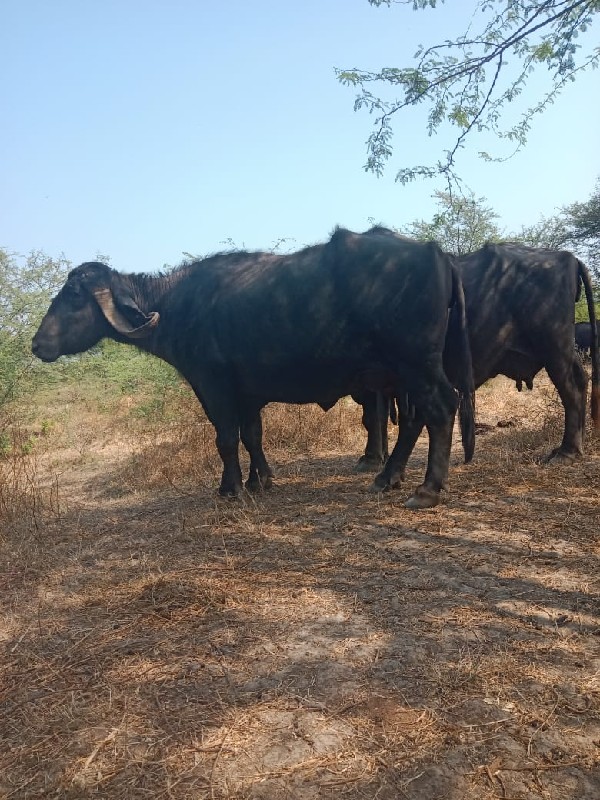 ભેંસ વેચવાની છે