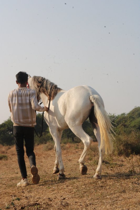 વછેરી વેચવાની છ...