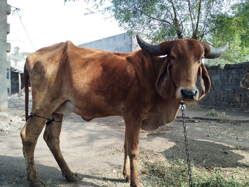 ગાય વેચવાની છે