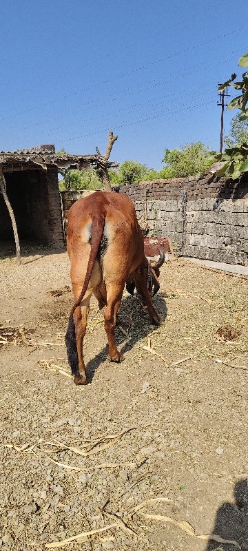 આ ગાય વેચવાની છ...