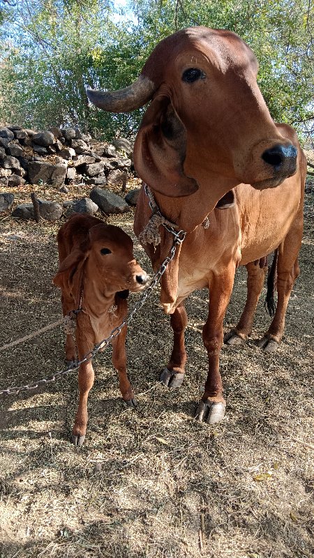 ગીર ગાય વેંચવાન...