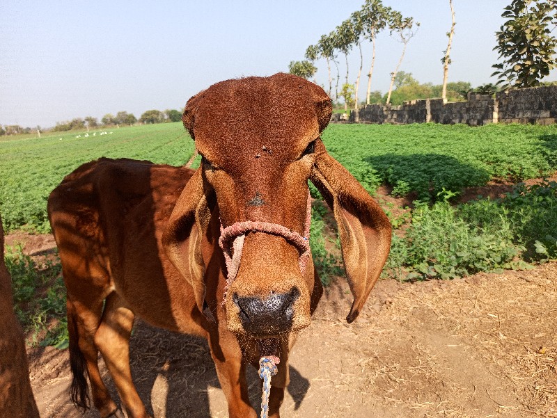 ગીર ગાયની વાડી...