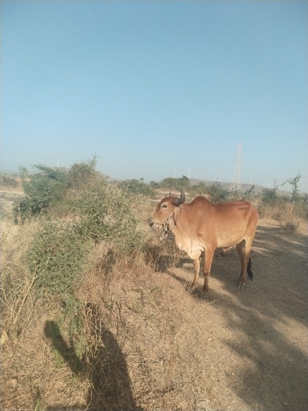 ગોધલા વેચવાના સ...