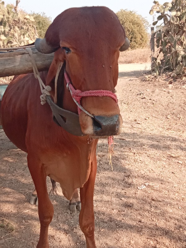 વાછડાં વેચવાના...