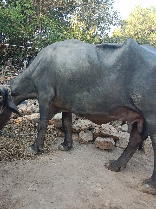 ભેંસ વેચવાની છે