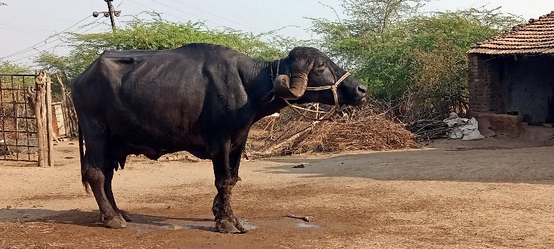 વેચવાની છે