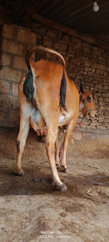 ગાય વેચવાની છે