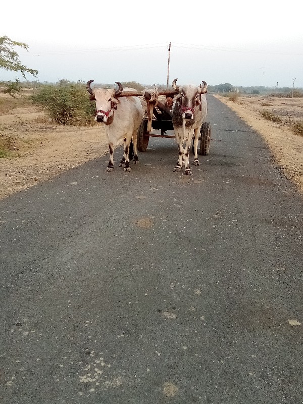 બળદ