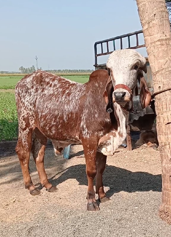 ગીર ખુંટ વેચવાન...