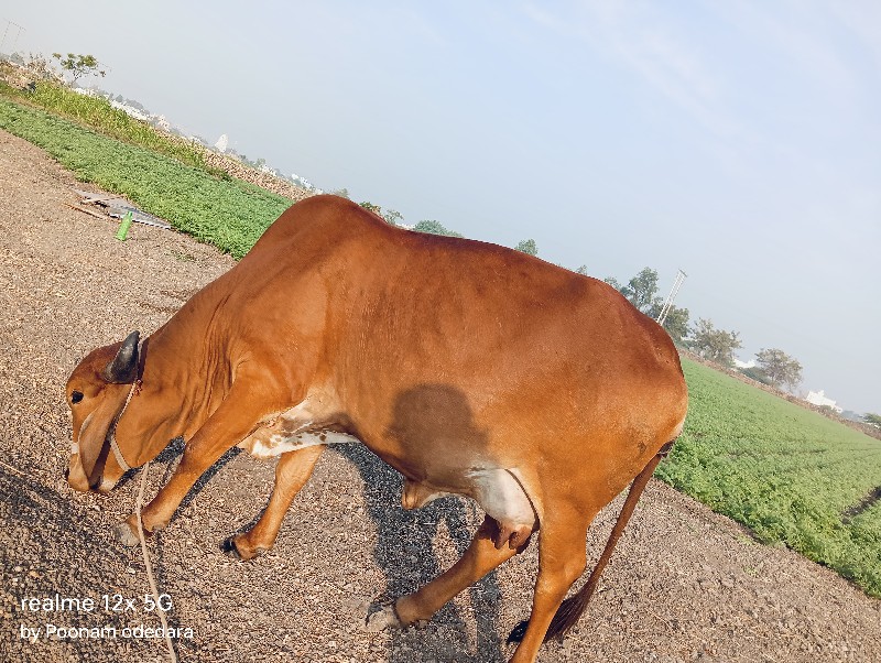 ગાય વેચવાની છે.