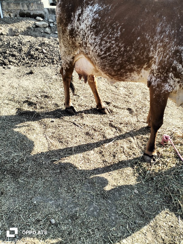 ગાય વેચવાની છે