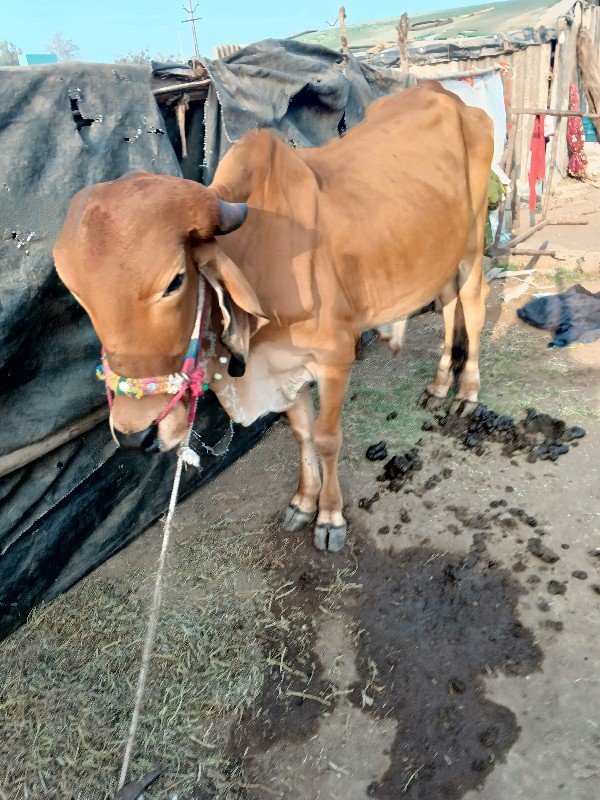 ગોરીયા વેચવાના...