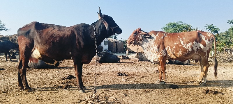 બે ગાય વેસવાની...