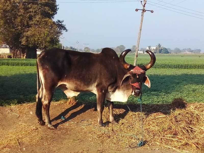 બરદ વેચવાનો છે