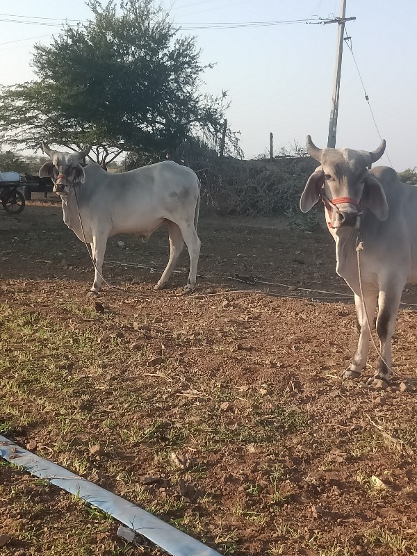 ટોટલ જવાબદારી મ...