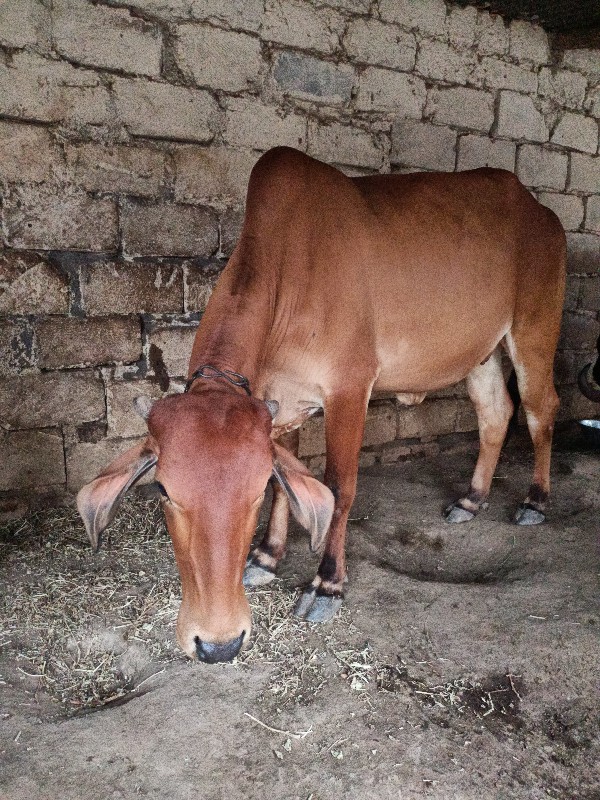 ગાય વેશવની છે