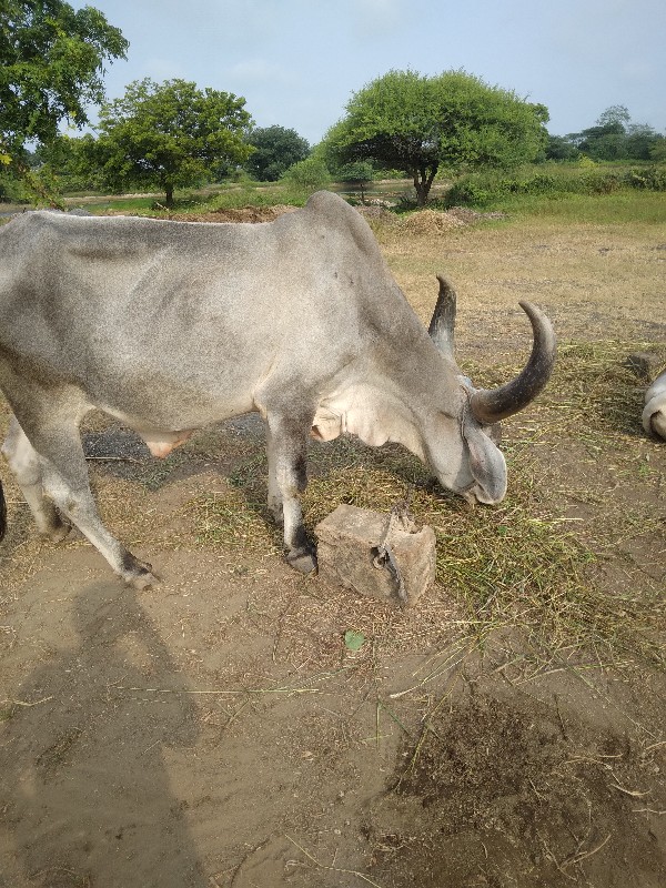 બળદ વેચવાનો છે